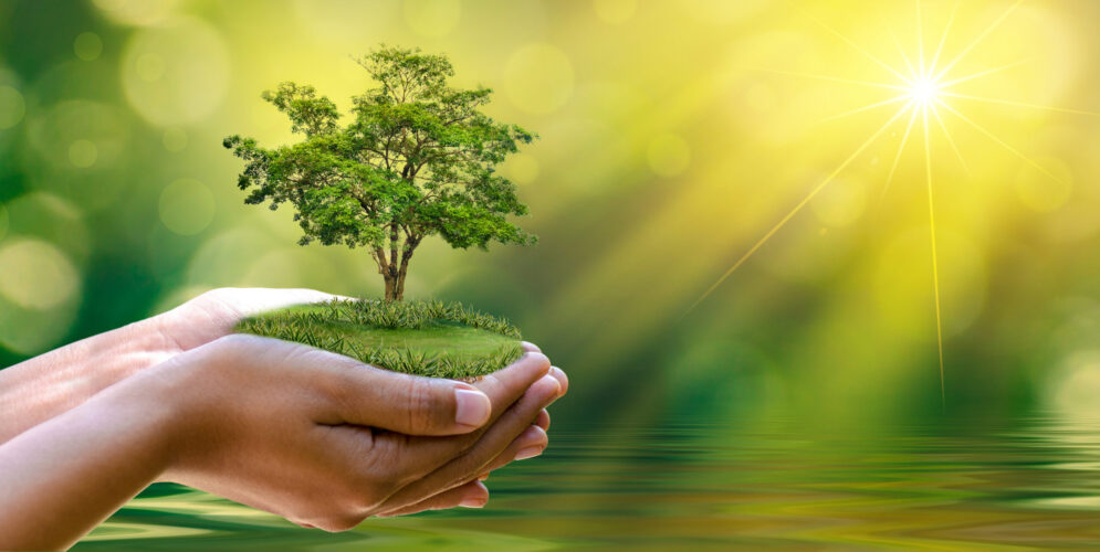 environment Earth Day In the hands of trees growing seedlings. B
